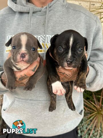 Beautiful pocket bully pups available NOW