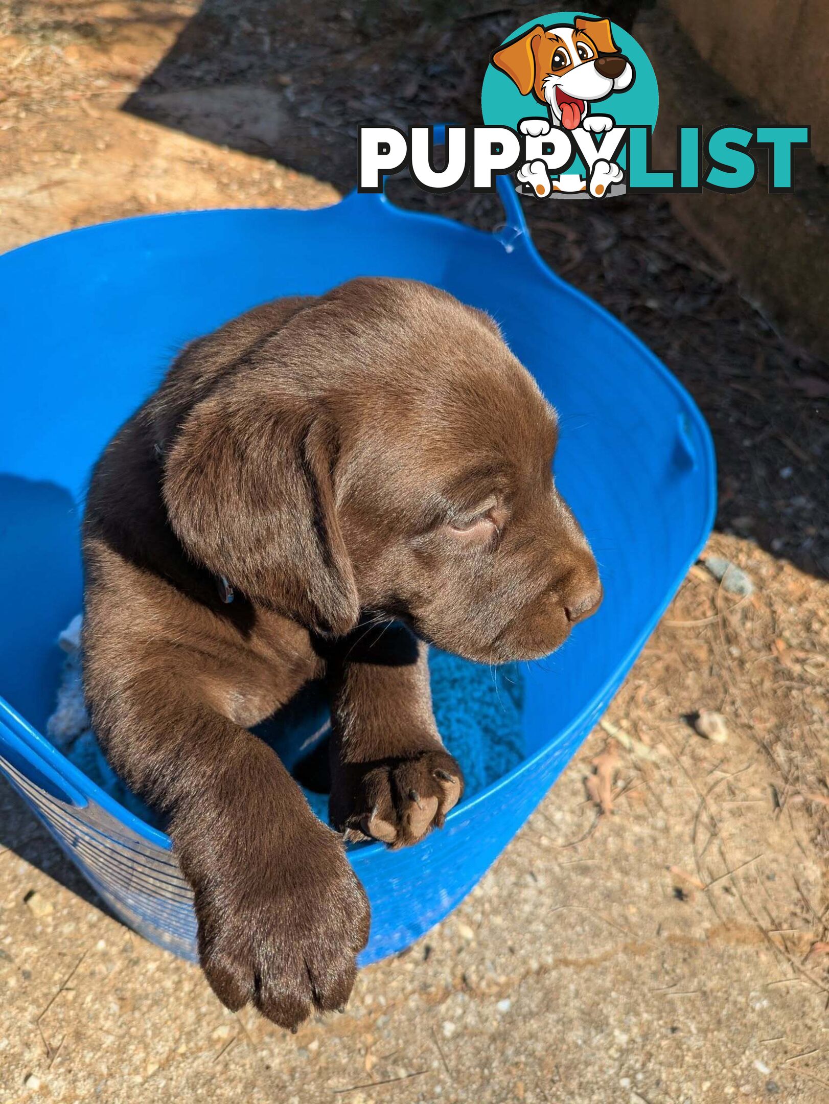 Labrador Retriever Pups
