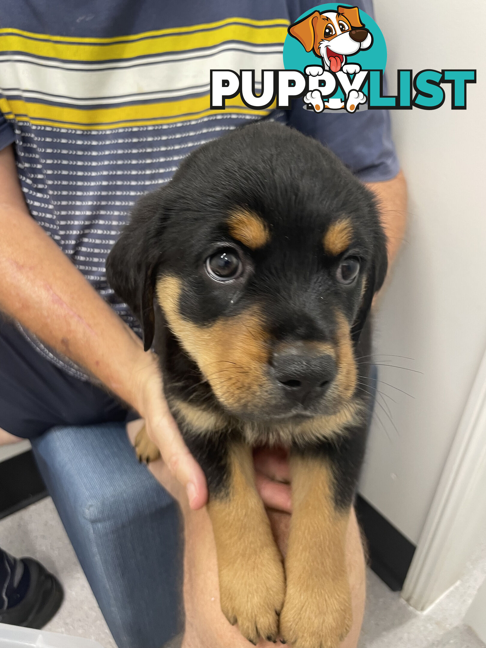 8 Rottweiler puppies ready for their new homes from 9/6/24