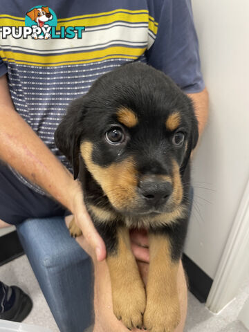 8 Rottweiler puppies ready for their new homes from 9/6/24