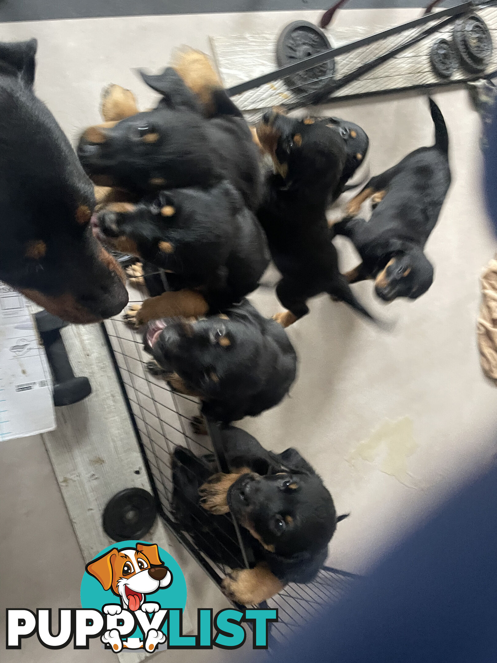 8 Rottweiler puppies ready for their new homes