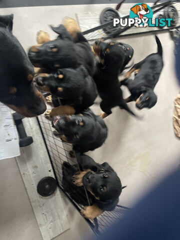 8 Rottweiler puppies ready for their new homes