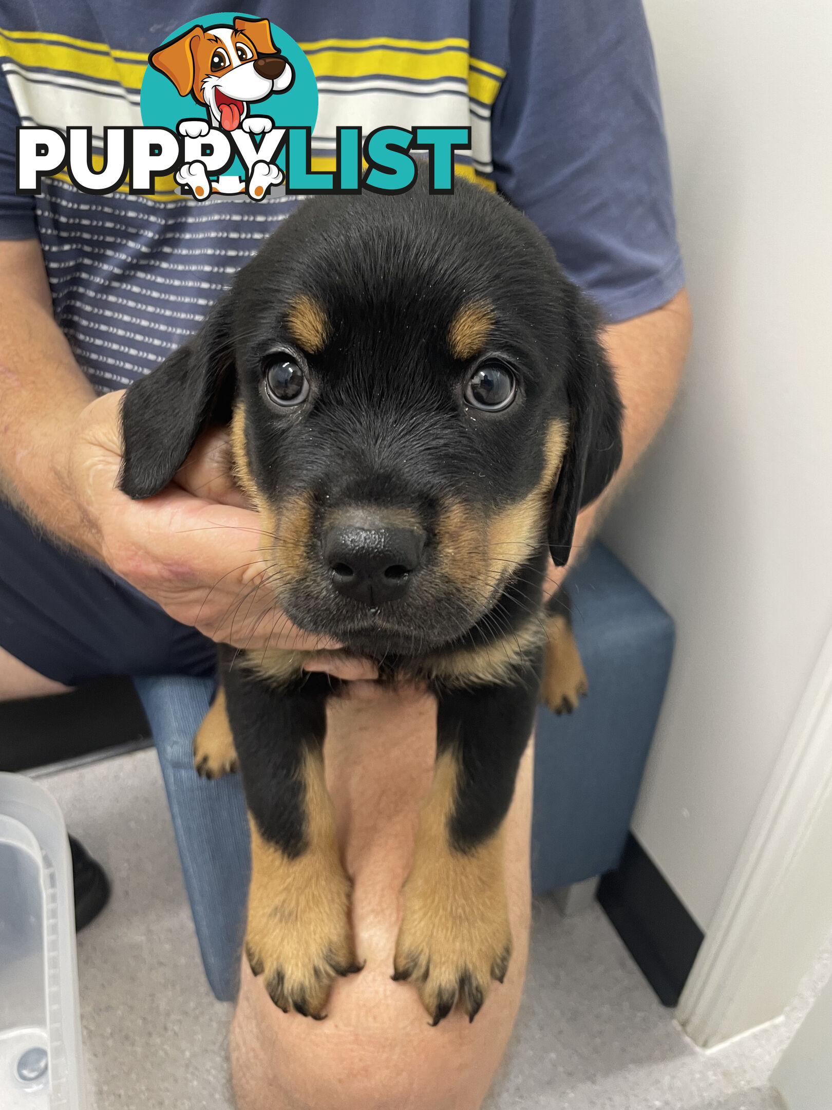 8 Rottweiler puppies ready for their new homes from 9/6/24