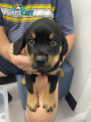 8 Rottweiler puppies ready for their new homes from 9/6/24
