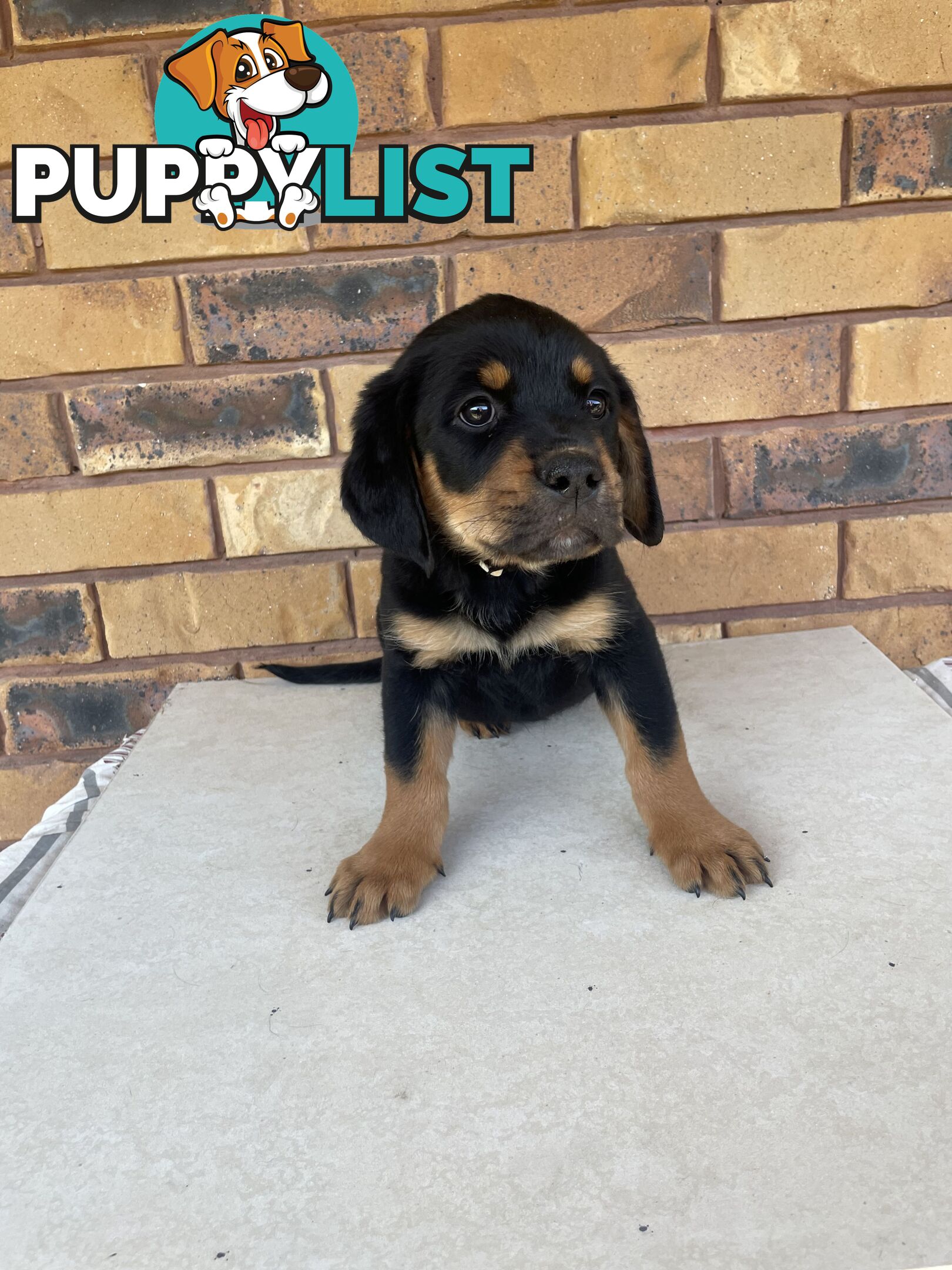 8 Rottweiler puppies ready for their new homes