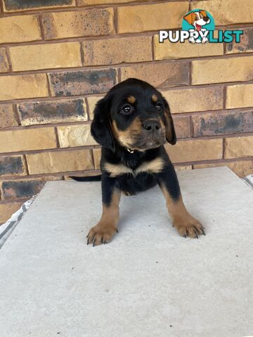 8 Rottweiler puppies ready for their new homes