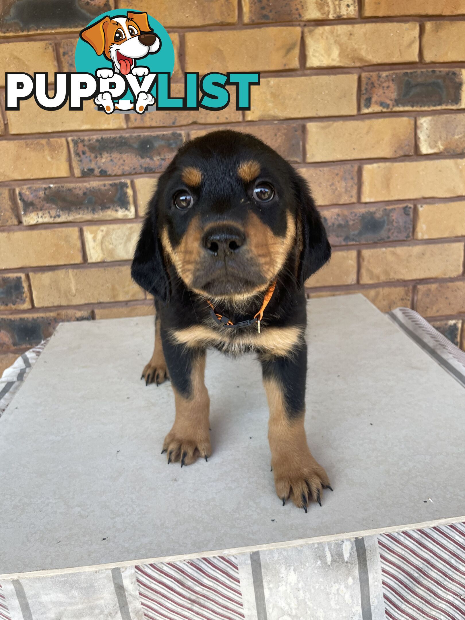 8 Rottweiler puppies ready for their new homes
