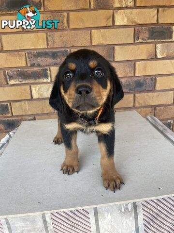 8 Rottweiler puppies ready for their new homes