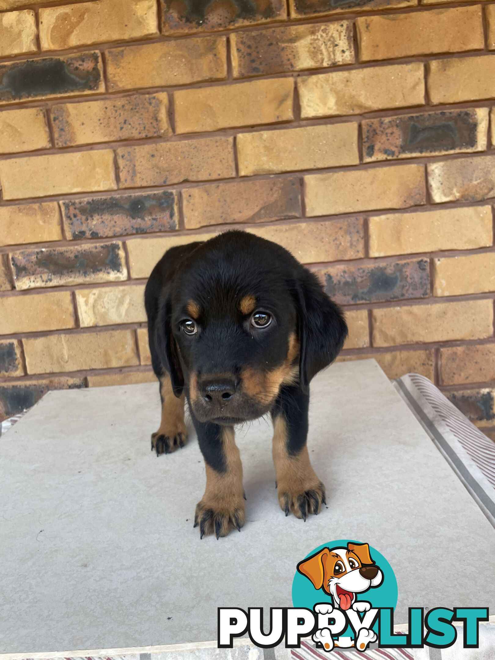 8 Rottweiler puppies ready for their new homes