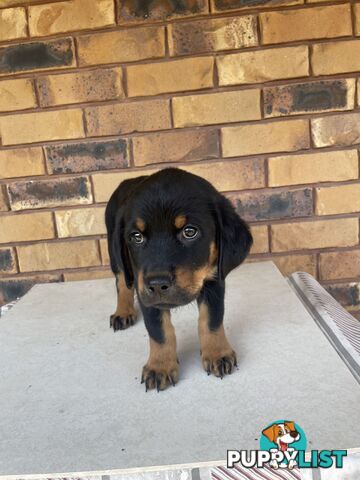 8 Rottweiler puppies ready for their new homes