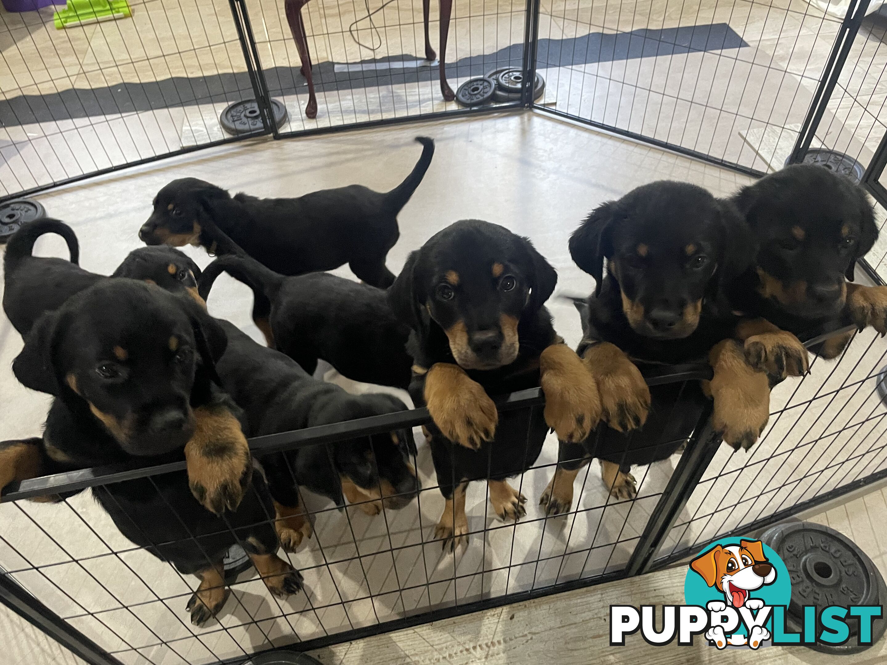 8 Rottweiler puppies ready for their new homes
