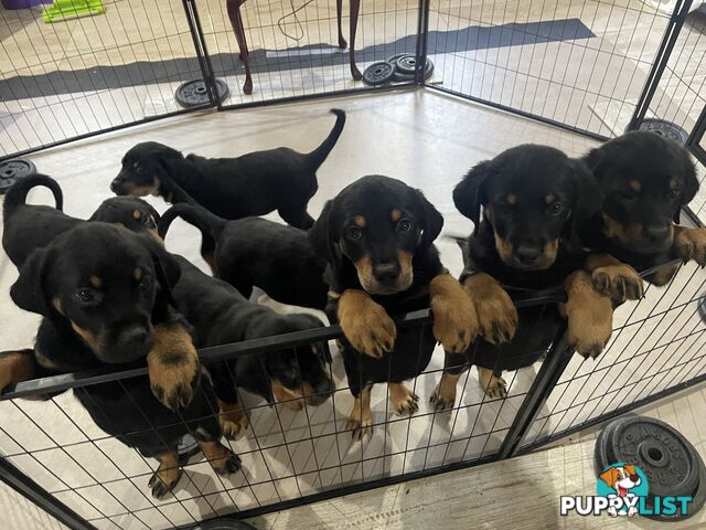 8 Rottweiler puppies ready for their new homes