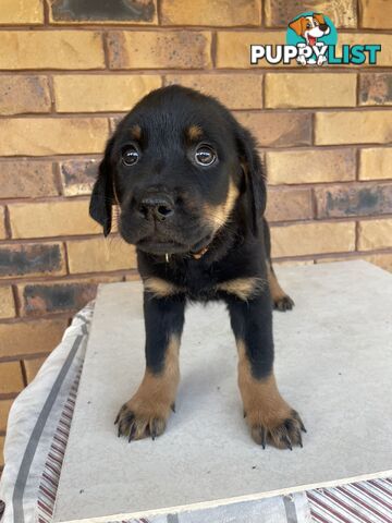 8 Rottweiler puppies ready for their new homes