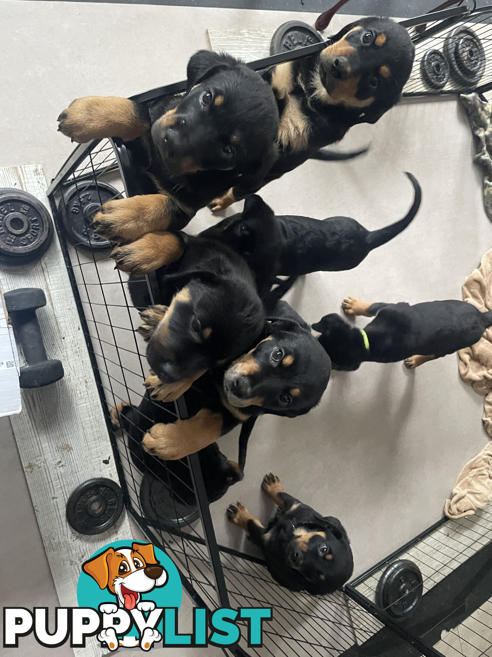 8 Rottweiler puppies ready for their new homes