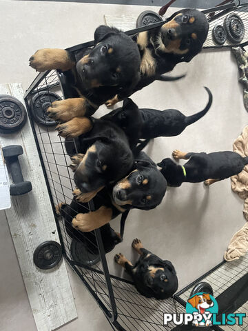 8 Rottweiler puppies ready for their new homes