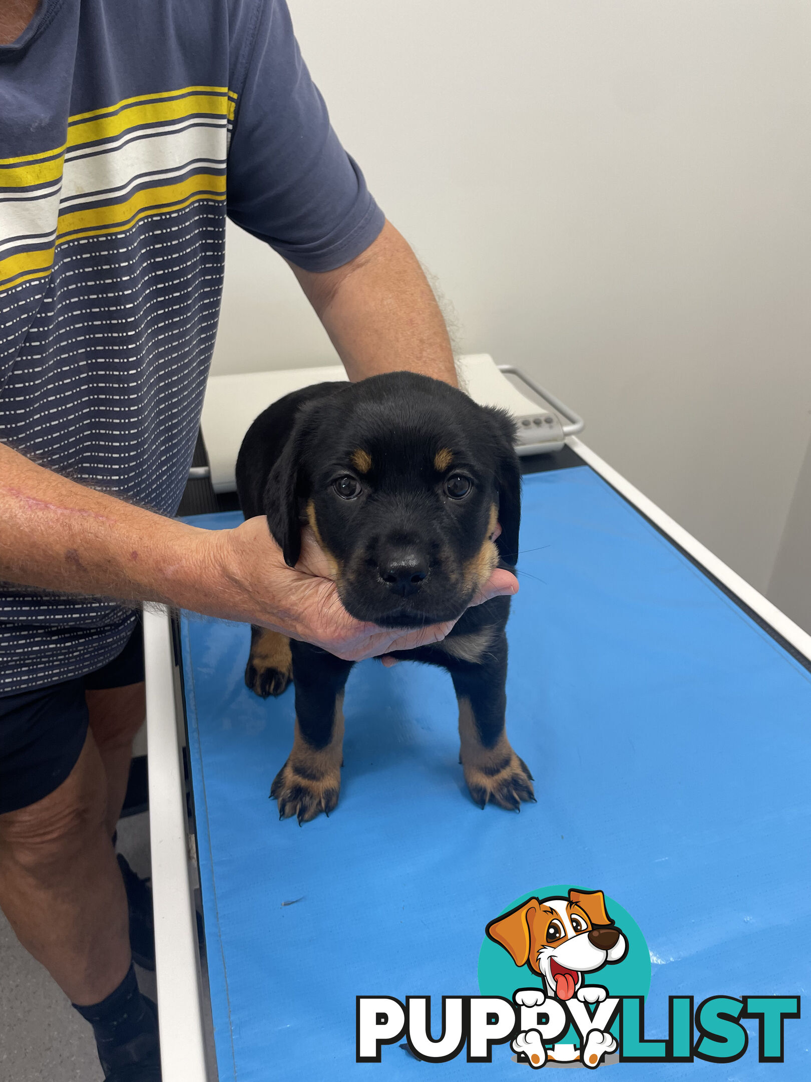 8 Rottweiler puppies ready for their new homes from 9/6/24