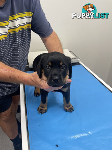 8 Rottweiler puppies ready for their new homes from 9/6/24