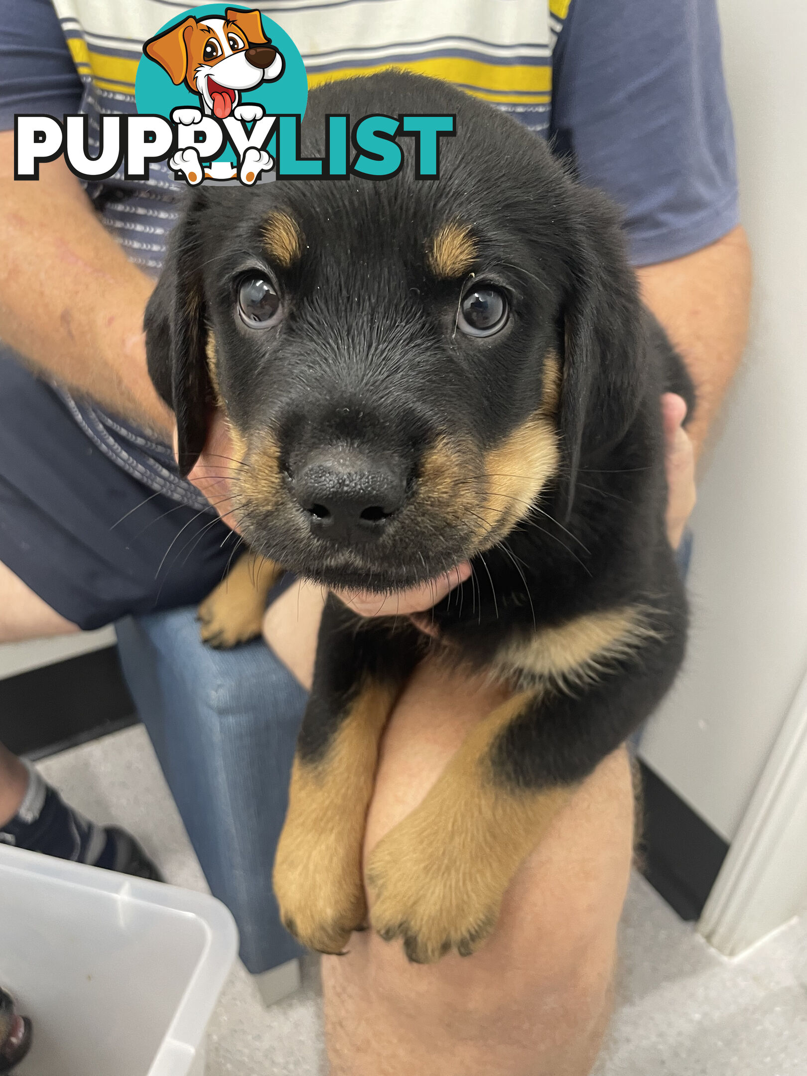 8 Rottweiler puppies ready for their new homes from 9/6/24