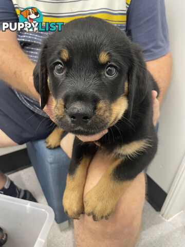 8 Rottweiler puppies ready for their new homes from 9/6/24