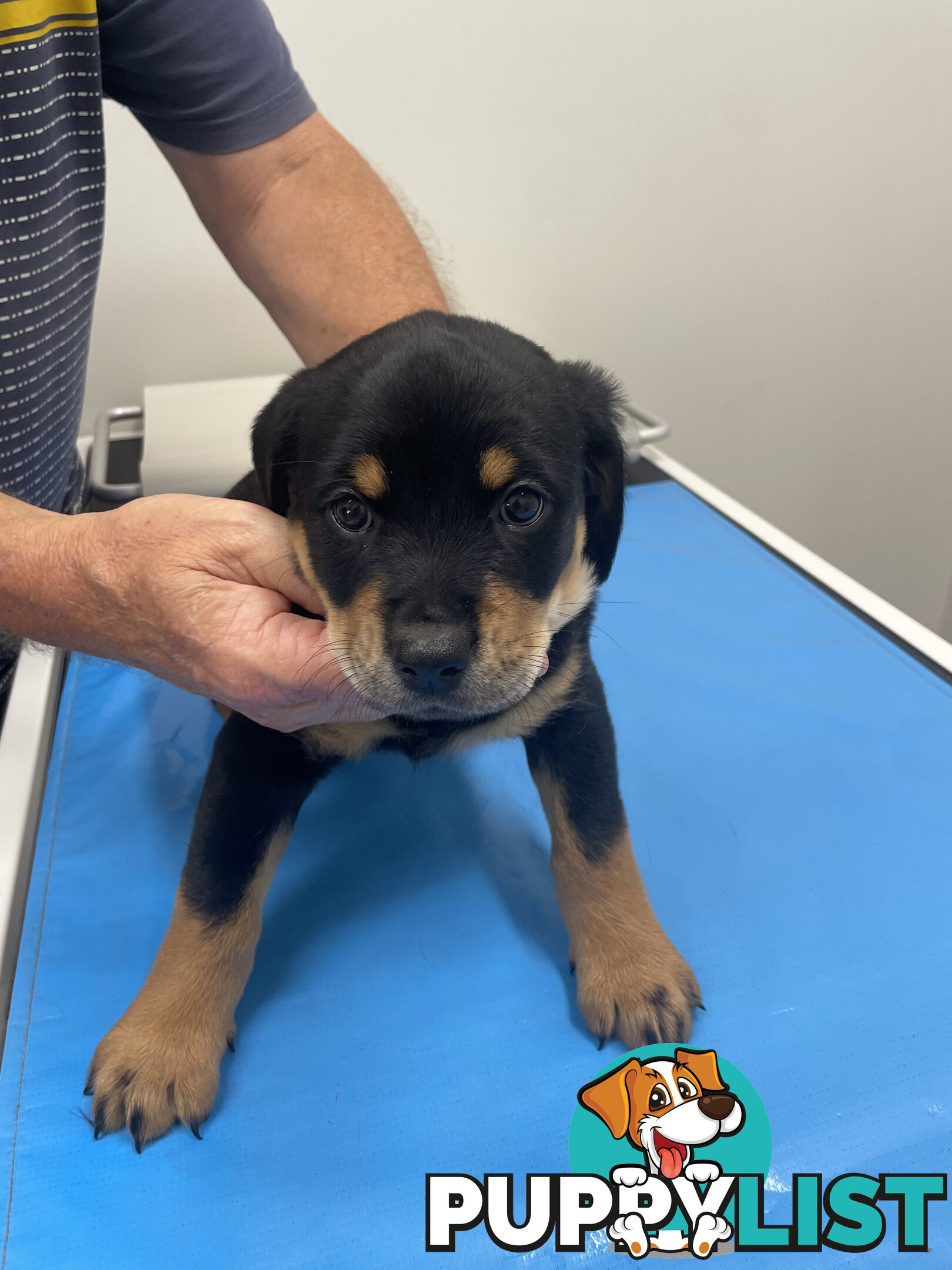 8 Rottweiler puppies ready for their new homes from 9/6/24