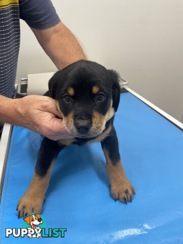 8 Rottweiler puppies ready for their new homes from 9/6/24