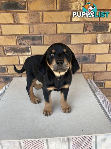 8 Rottweiler puppies ready for their new homes