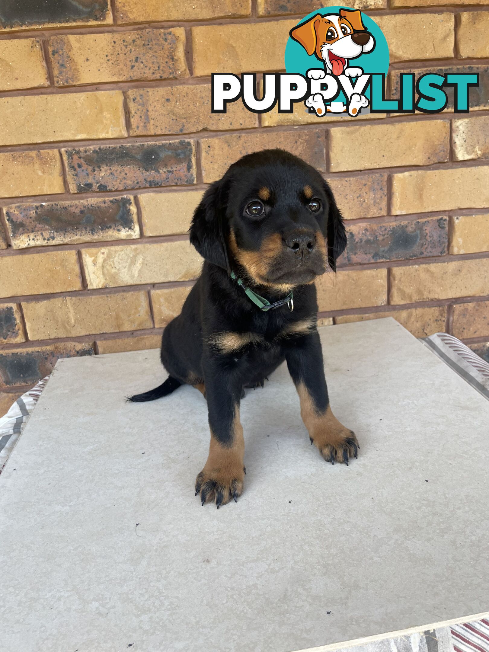 8 Rottweiler puppies ready for their new homes