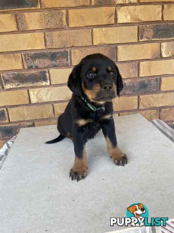 8 Rottweiler puppies ready for their new homes