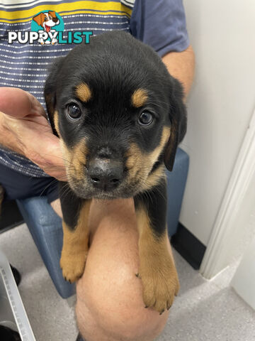 8 Rottweiler puppies ready for their new homes from 9/6/24