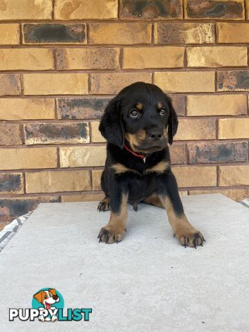8 Rottweiler puppies ready for their new homes