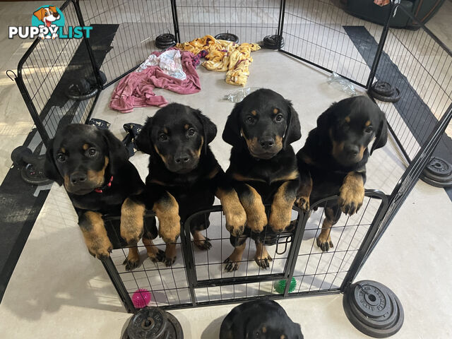 4 Rottweiler puppies ready for their new homes