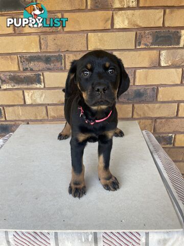 8 Rottweiler puppies ready for their new homes