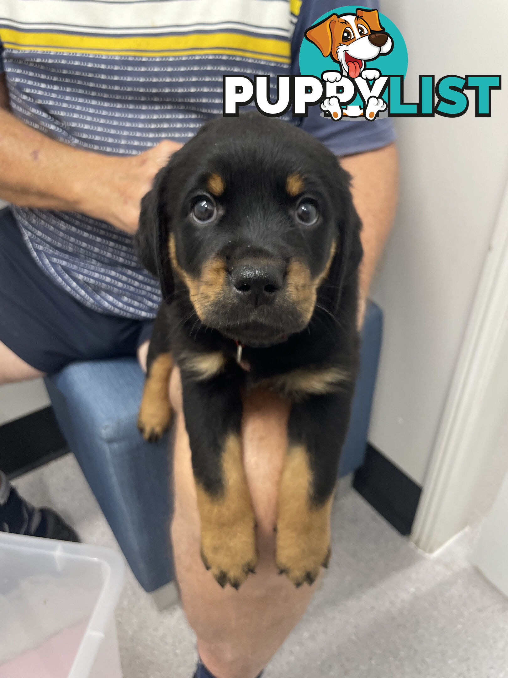 8 Rottweiler puppies ready for their new homes from 9/6/24