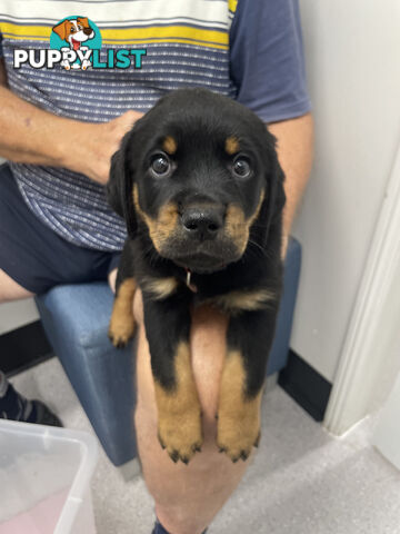 8 Rottweiler puppies ready for their new homes from 9/6/24