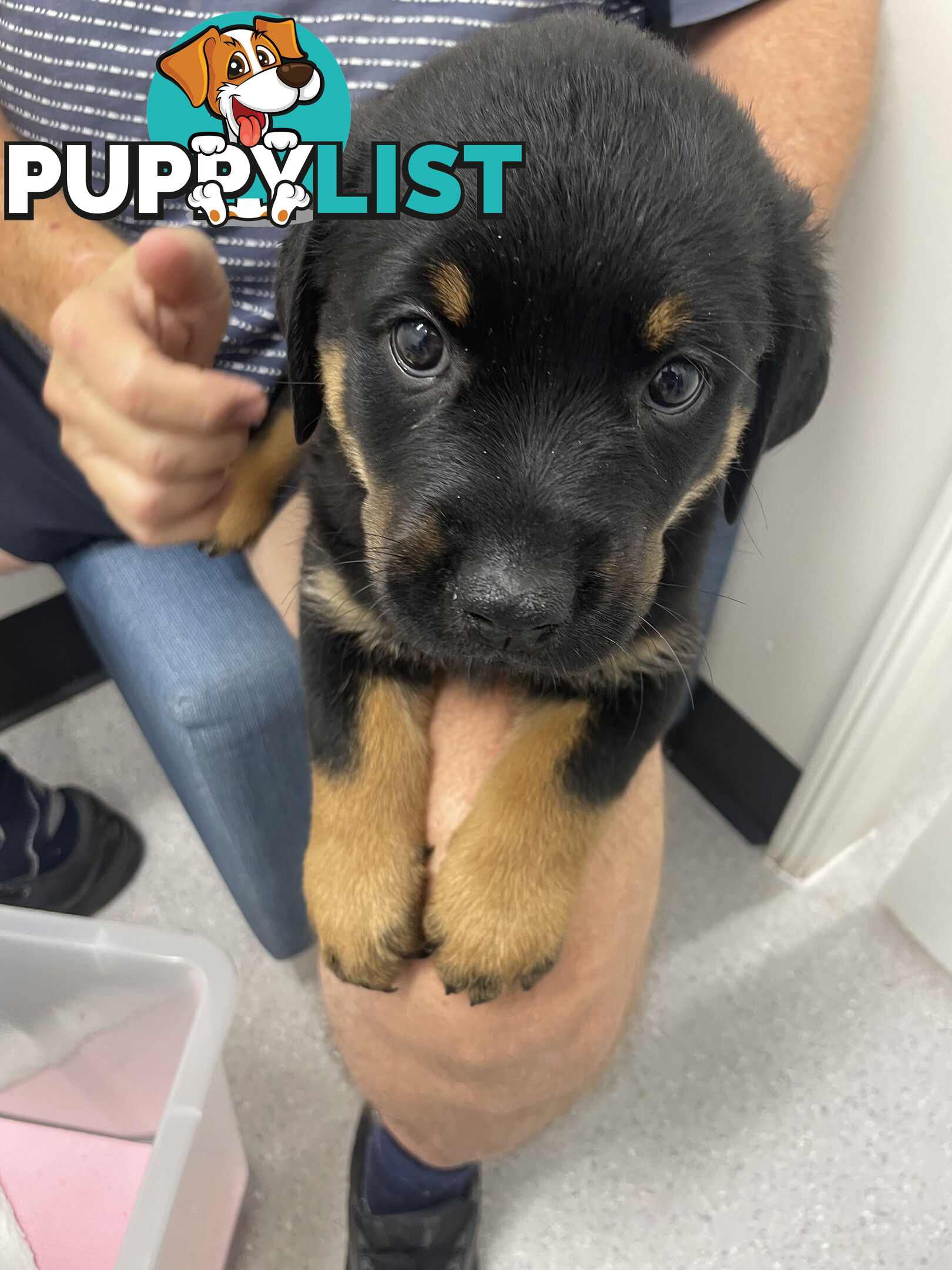 8 Rottweiler puppies ready for their new homes from 9/6/24