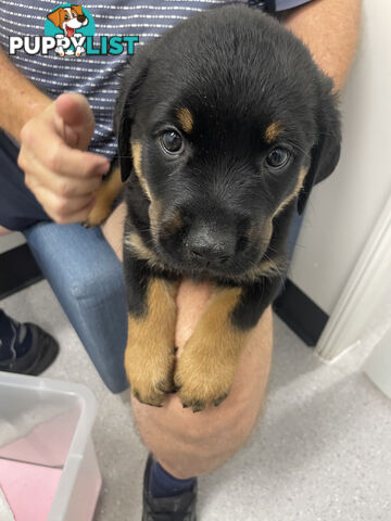 8 Rottweiler puppies ready for their new homes from 9/6/24