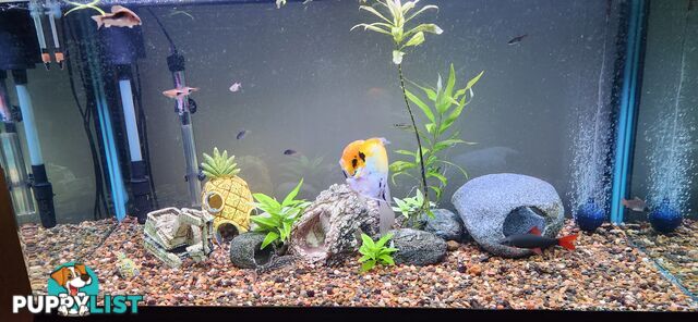Aqua One Fish Tank / Aquarium
