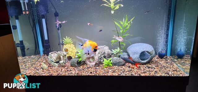 Aqua One Fish Tank / Aquarium