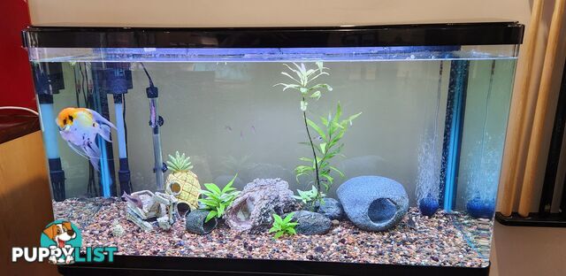 Aqua One Fish Tank / Aquarium
