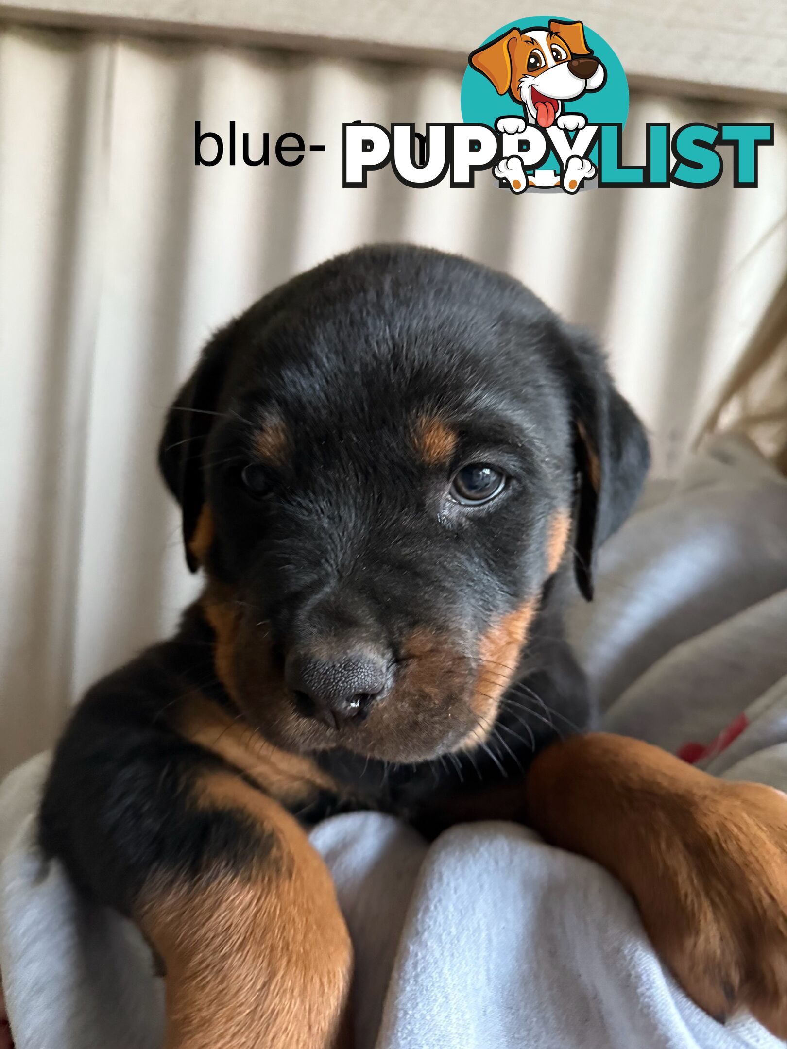 8 pure-bred Rottweiler puppies for sale (8)