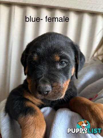 8 pure-bred Rottweiler puppies for sale (8)