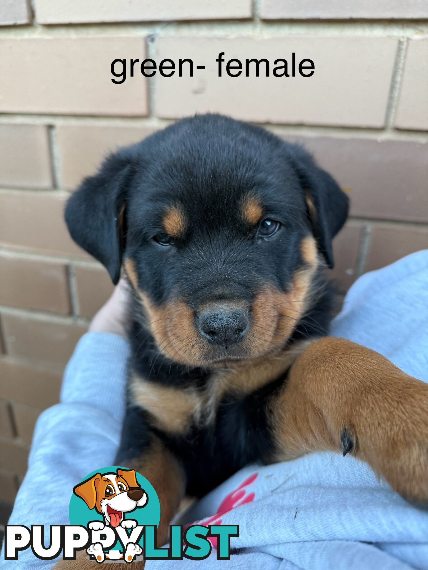 8 pure-bred Rottweiler puppies for sale (8)