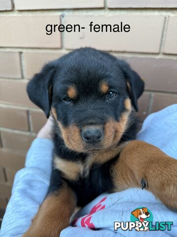 8 pure-bred Rottweiler puppies for sale (8)