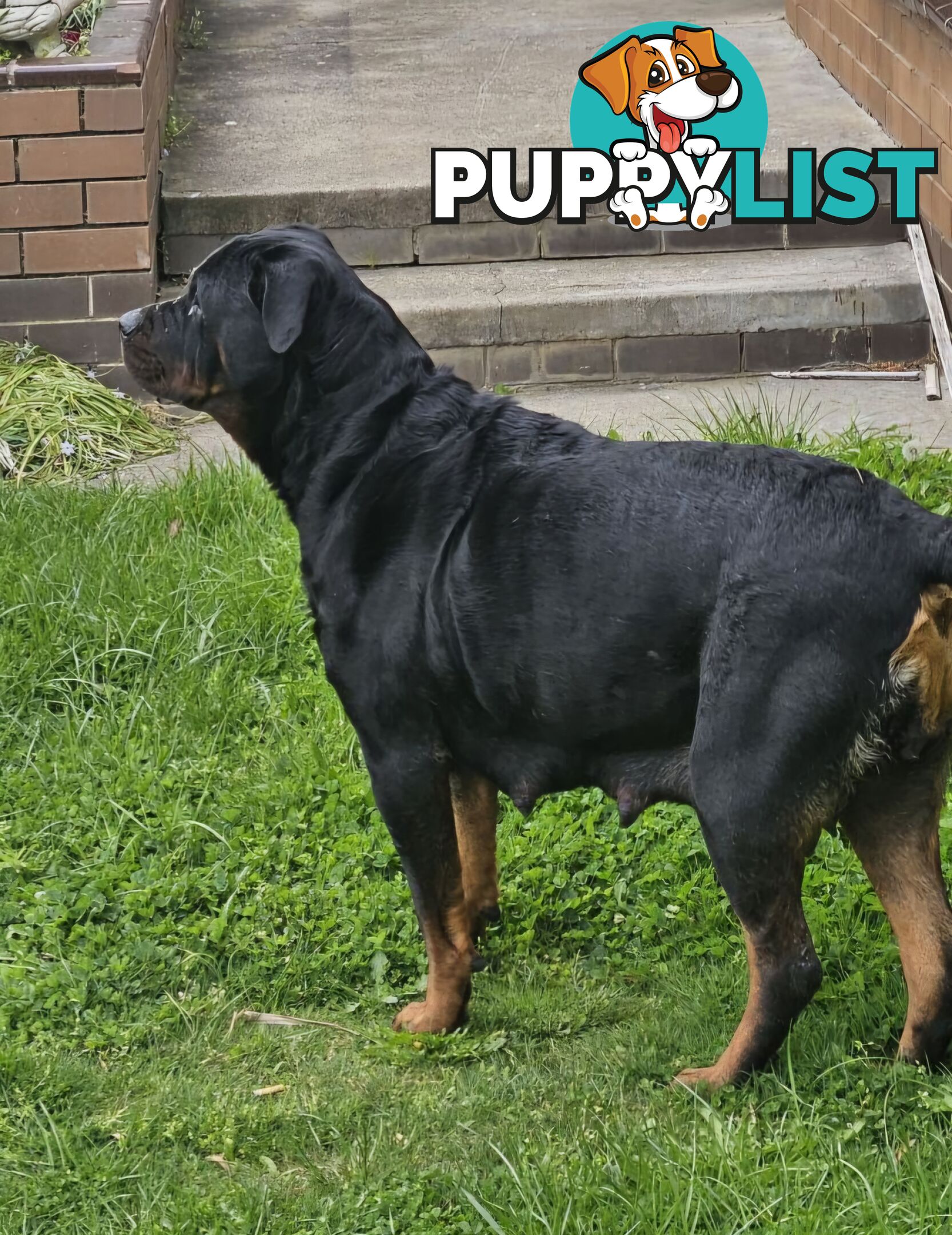 8 pure-bred Rottweiler puppies for sale (8)