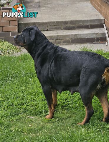 8 pure-bred Rottweiler puppies for sale (8)