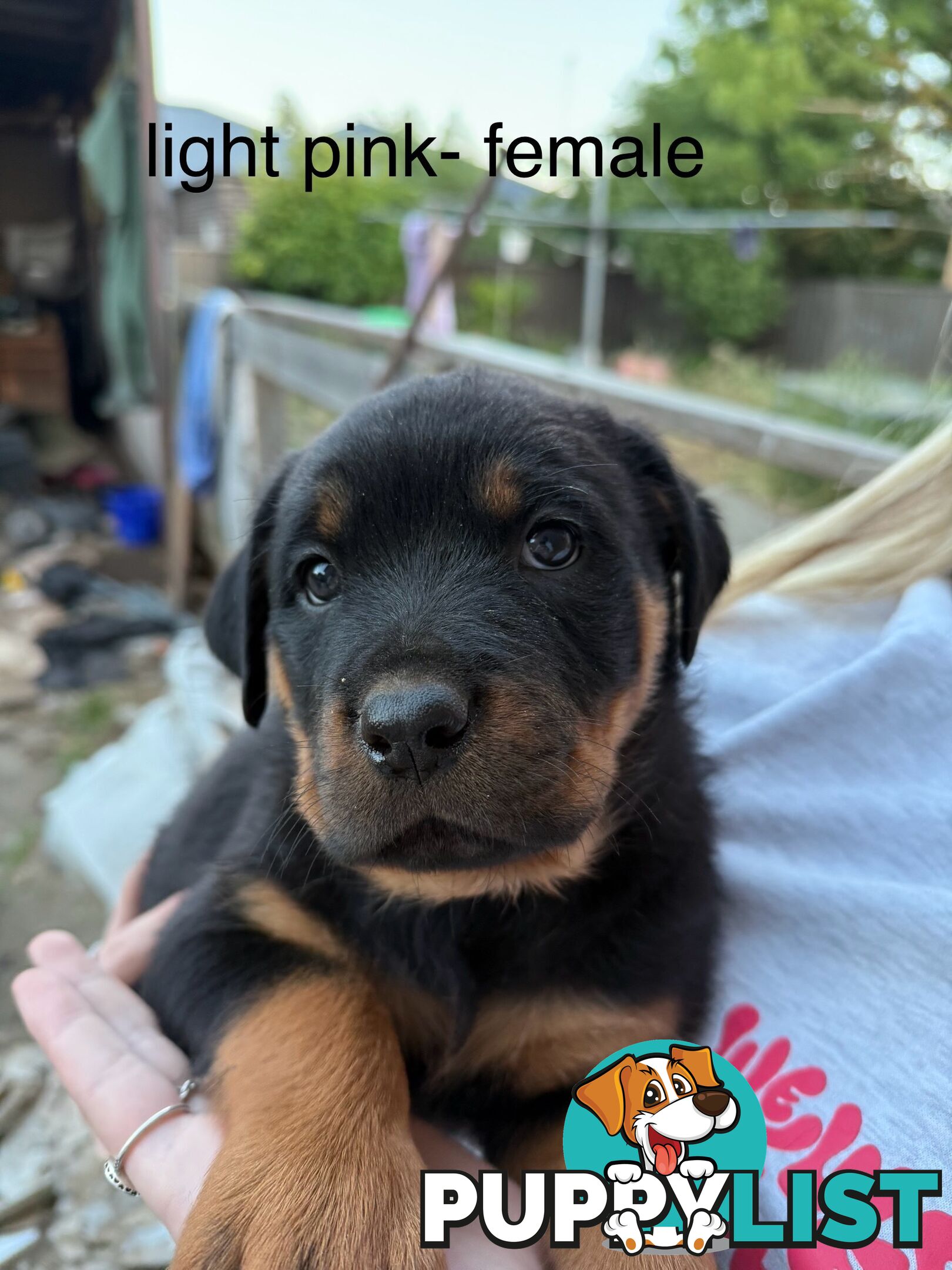 8 pure-bred Rottweiler puppies for sale (8)