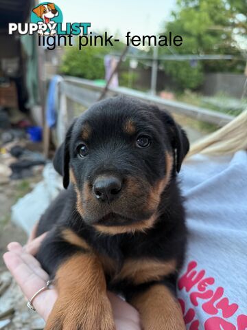 8 pure-bred Rottweiler puppies for sale (8)