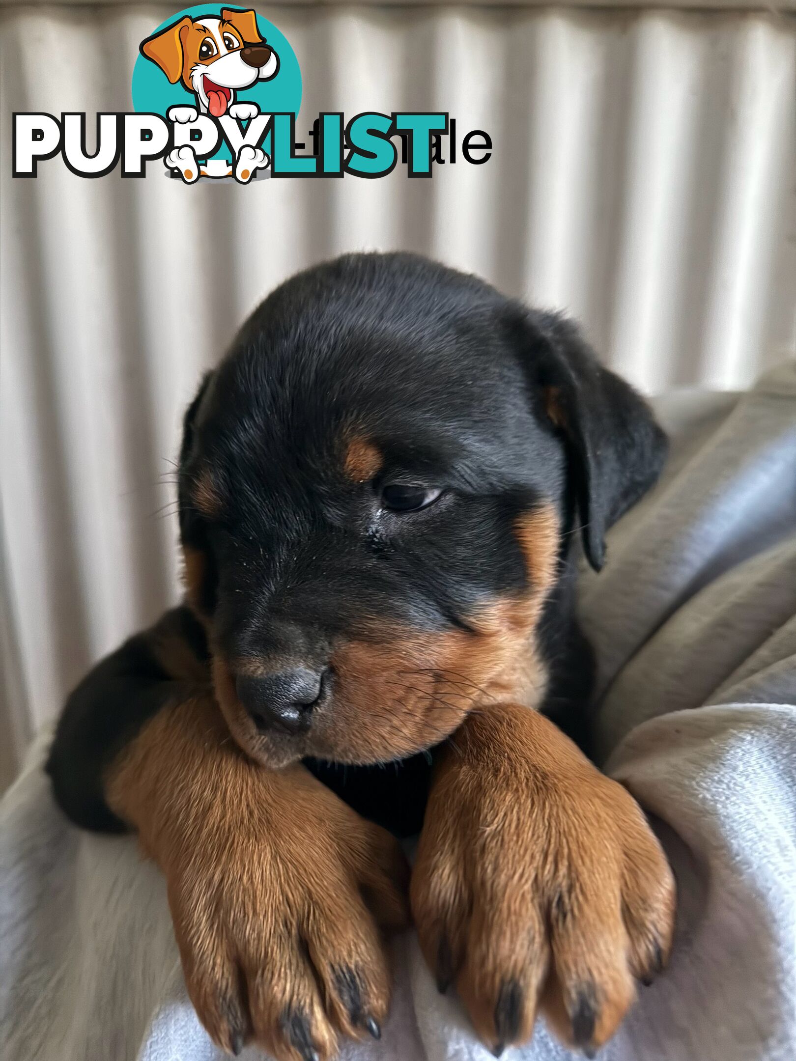 8 pure-bred Rottweiler puppies for sale (8)