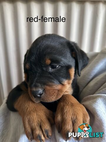 8 pure-bred Rottweiler puppies for sale (8)