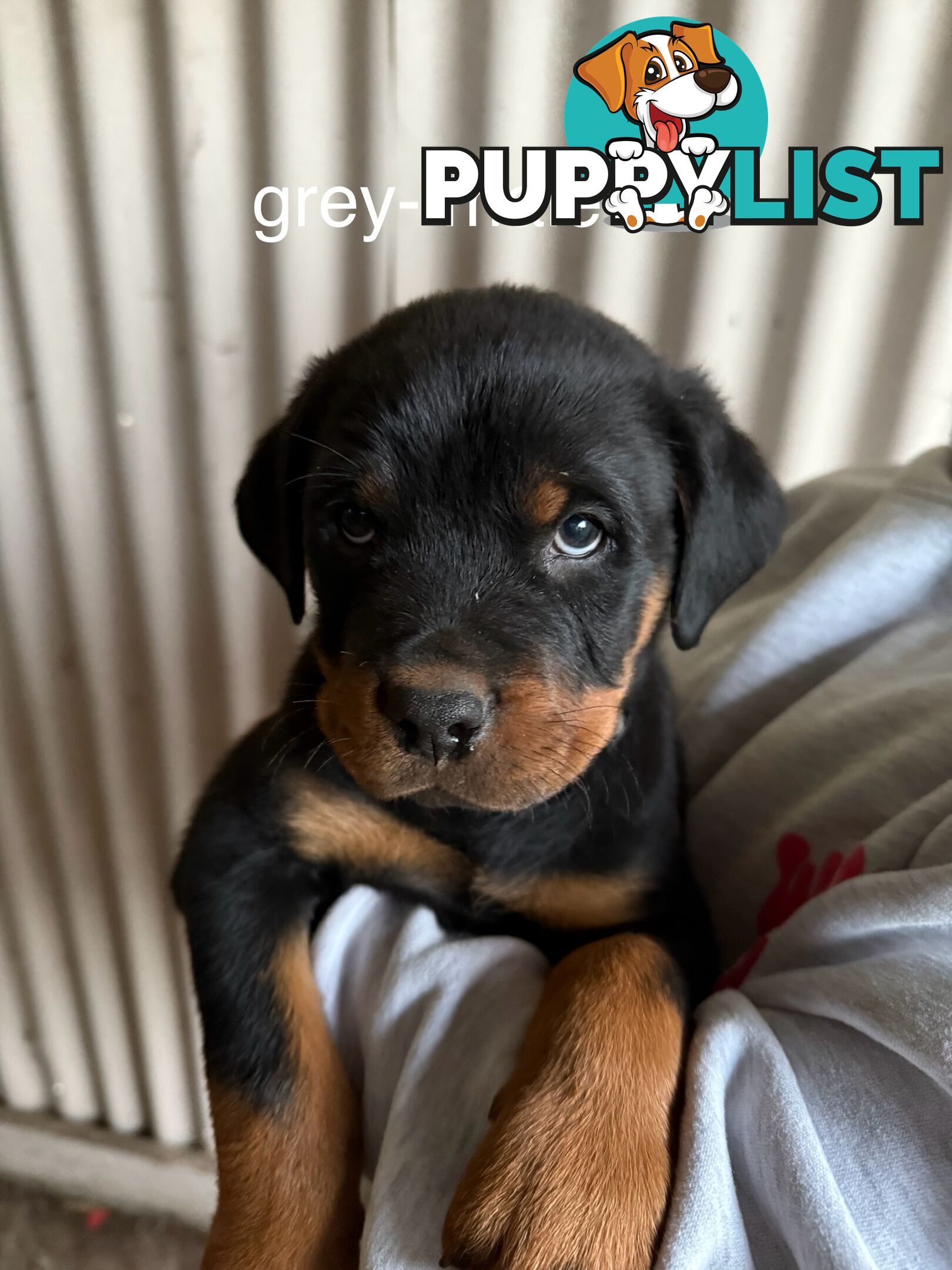 8 pure-bred Rottweiler puppies for sale (8)